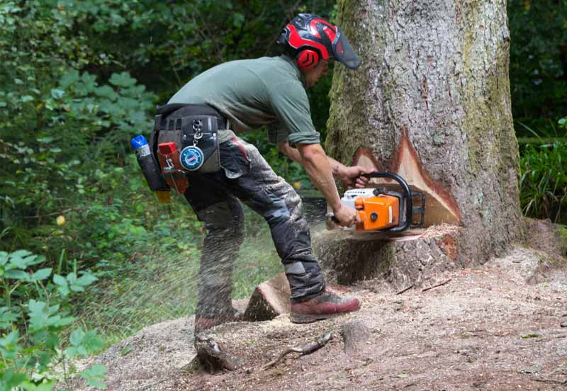 Elagage Arbres - OTPRO ÉLAGUEUR dans la Sarthe (72) : service d'élagage, taille, abattage des arbres, débitage des arbres à terre, débrousaillage et évacuation des déchets verts .... intervention dans toute la Sarthe (72)