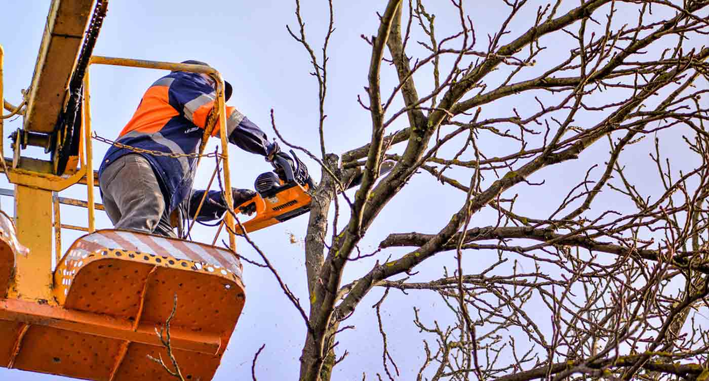 OTPRO ÉLAGUEUR jardinier paysagiste dans la Sarthe (72) : Élagage, taille et abattage d’arbres, débroussaillage, évacuation des déchets verts, tailles des haies, tonte de pelouse, pose de clôture .., brise-vue, grillage ... Intervention dans la Sarthe (72)