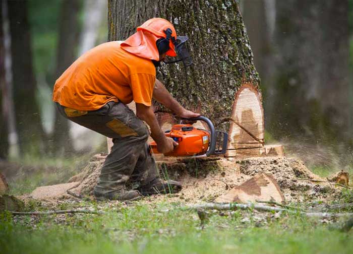 OTPRO ÉLAGUEUR jardinier paysagiste dans la Sarthe (72) : Élagage, taille et abattage d’arbres, débroussaillage, évacuation des déchets verts, tailles des haies, tonte de pelouse, pose de clôture .., brise-vue, grillage ... Intervention dans la Sarthe (72)