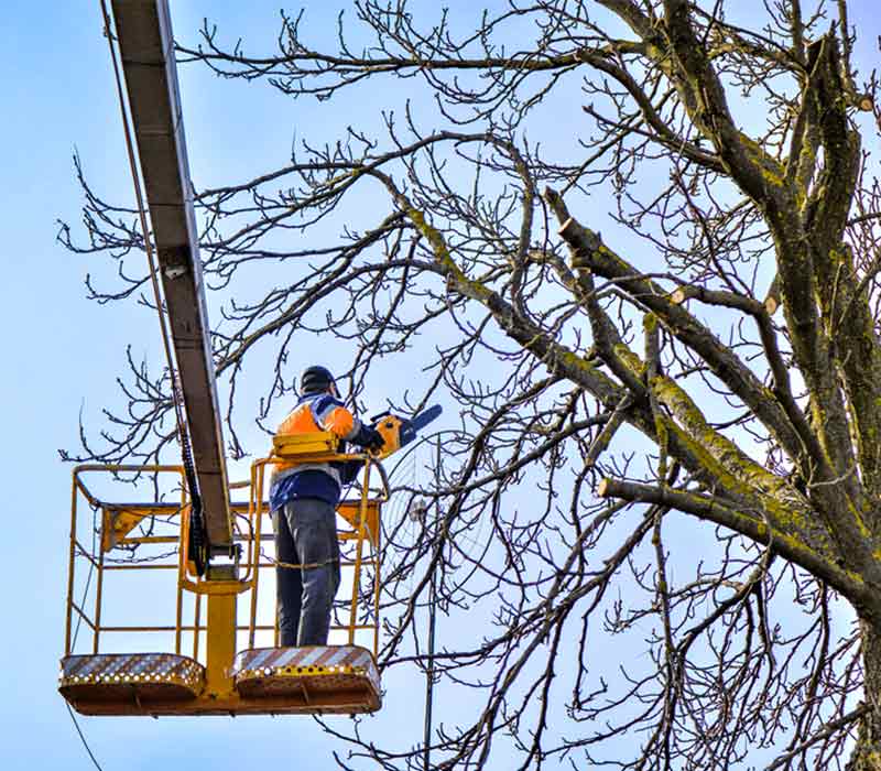 Elagage Arbres - OTPRO ÉLAGUEUR dans la Sarthe (72) : service d'élagage, taille, abattage des arbres, débitage des arbres à terre, débrousaillage et évacuation des déchets verts .... intervention dans toute la Sarthe (72)