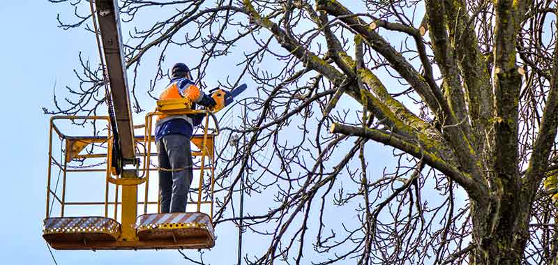 Elagage Arbres - OTPRO ÉLAGUEUR dans la Sarthe (72) : service d'élagage, taille, abattage des arbres, débitage des arbres à terre, débrousaillage et évacuation des déchets verts .... intervention dans toute la Sarthe (72)