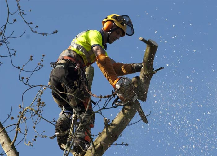 OTPRO ÉLAGUEUR jardinier paysagiste dans la Sarthe (72) : Élagage, taille et abattage d’arbres, débroussaillage, évacuation des déchets verts, tailles des haies, tonte de pelouse, pose de clôture .., brise-vue, grillage ... Intervention dans la Sarthe (72)